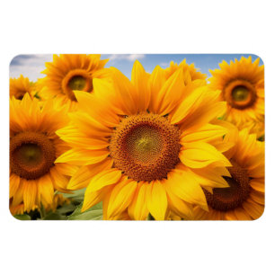 Sunflowers Magnet