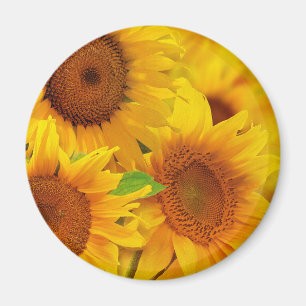 Sunflowers Magnet