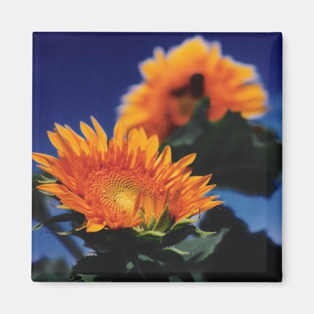 Sunflowers Magnet (Front)