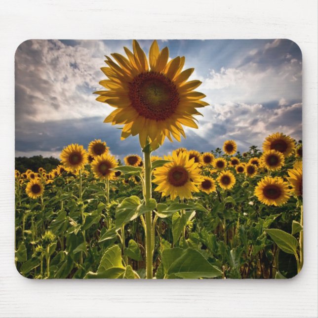Sunflowers Mouse Pad (Front)