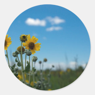 Sunflowers on Blue Sky Classic Round Sticker