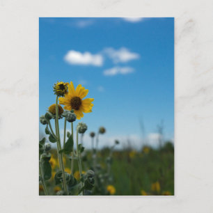 Sunflowers on Blue Sky Postcard