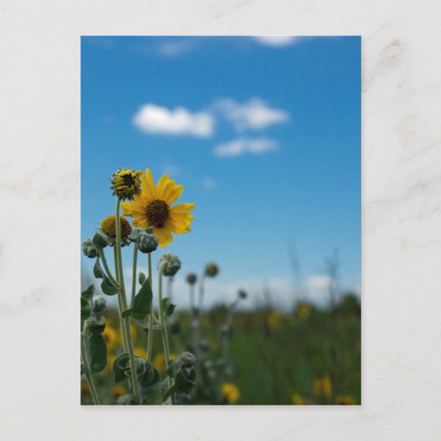 Sunflowers on Blue Sky Postcard (Front)
