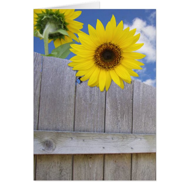 Sunflowers over fence (Front)