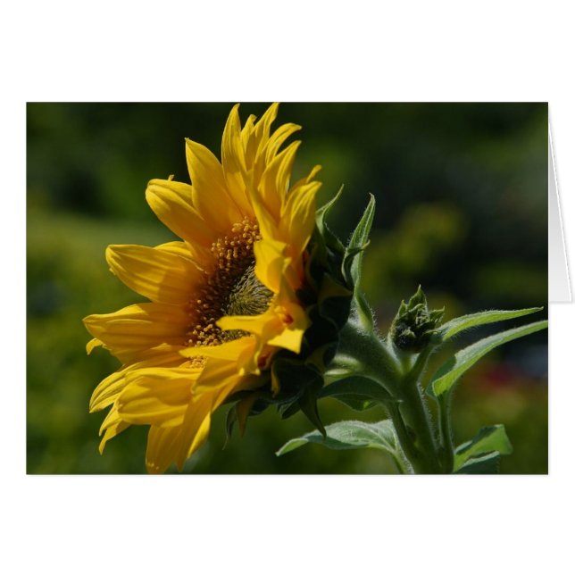 Sunflowers Petals Pollen Yellow (Front Horizontal)