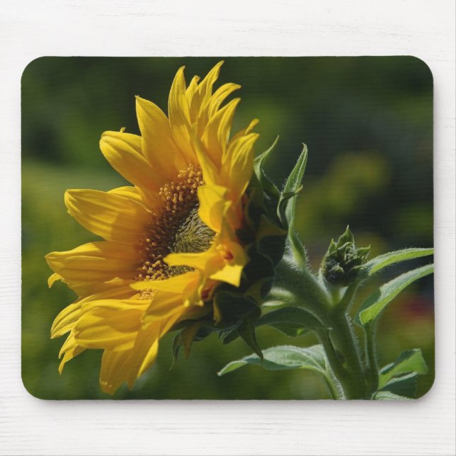 Sunflowers Petals Pollen Yellow Mouse Pad (Front)
