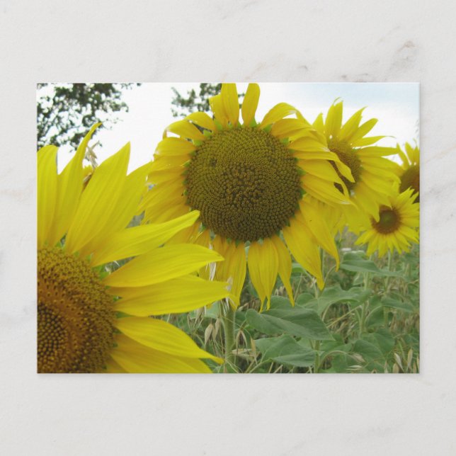 Sunflowers Photo  Postcard (Front)