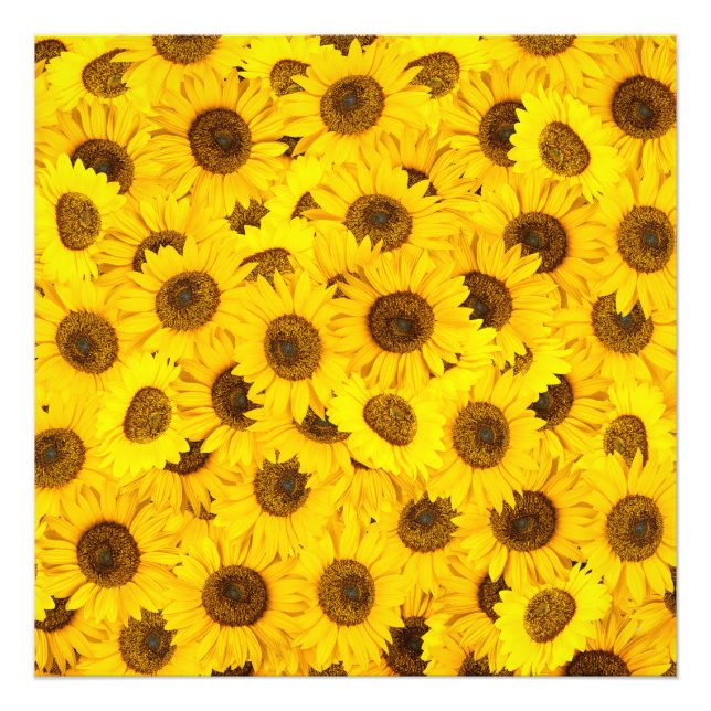 Sunflowers Photo Print (Front)