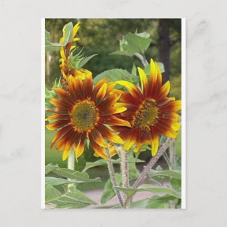 SunFlowers Post Card
