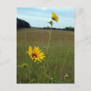 Sunflowers Postcard