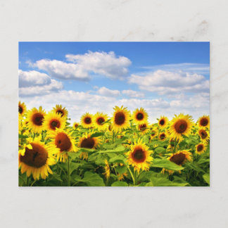 Sunflowers Postcard