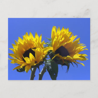 Sunflowers Postcard