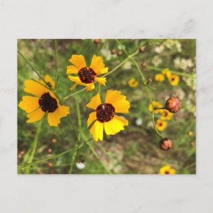 Sunflowers Postcard
