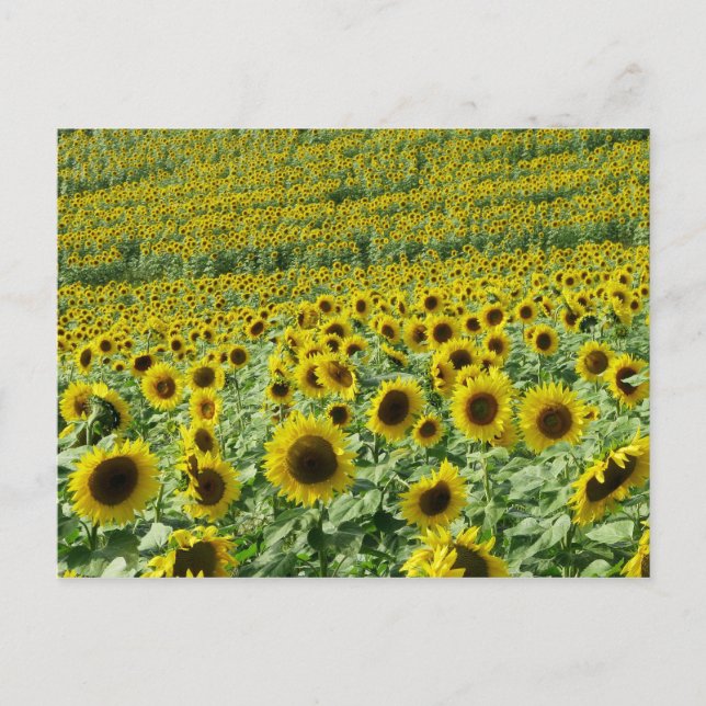 Sunflowers Postcard (Front)