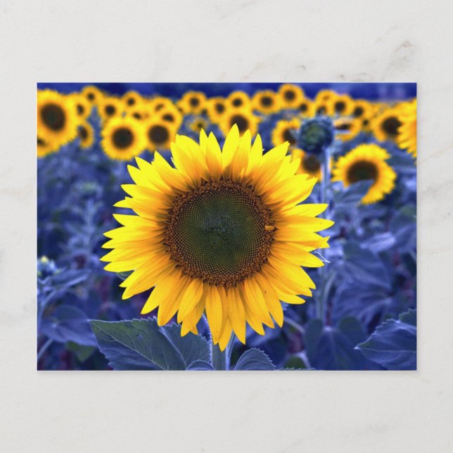 Sunflowers Postcard (Front)