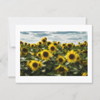 sunflowers postcard