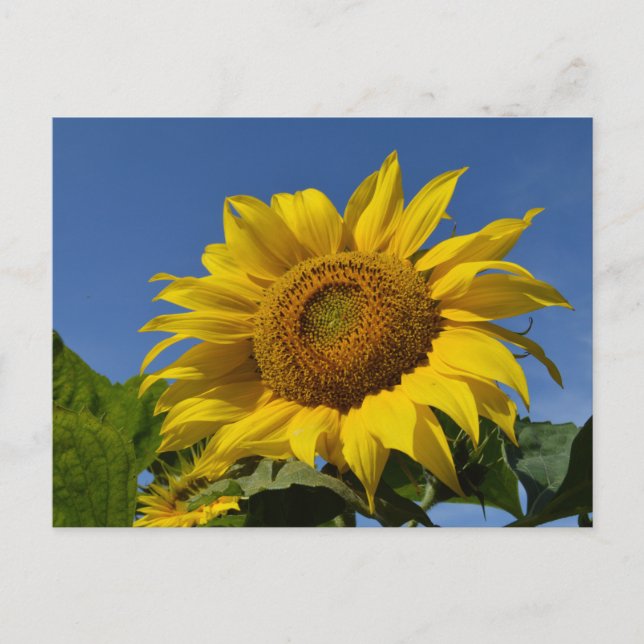 Sunflowers Postcard (Front)