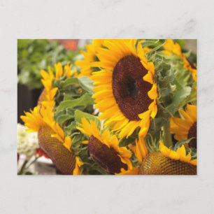 Sunflowers Postcard