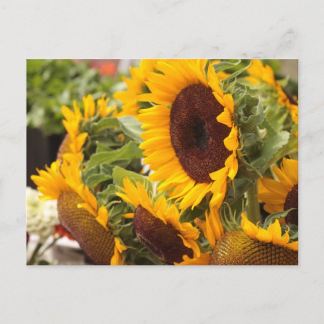 Sunflowers Postcard (Front)