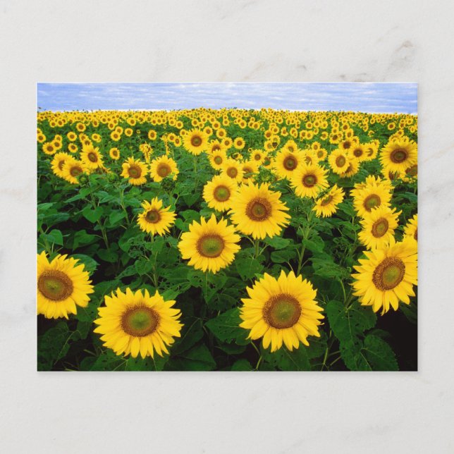 Sunflowers Postcard (Front)