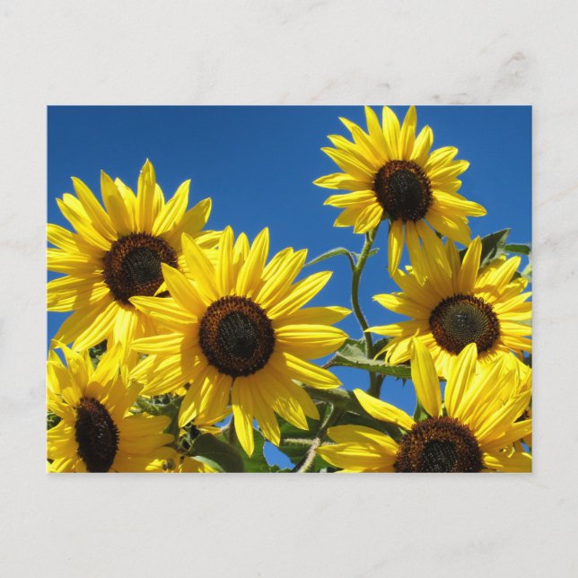 Sunflowers Postcard (Front)