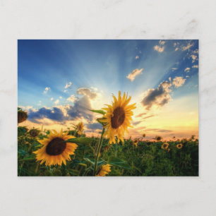 Sunflowers Postcard