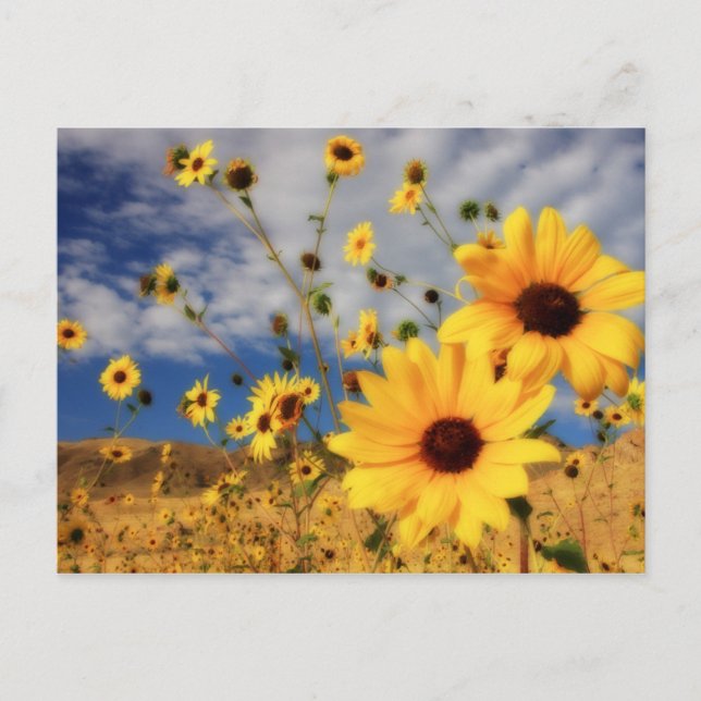 Sunflowers Postcard (Front)