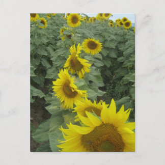 Sunflowers Postcard