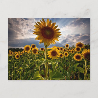 Sunflowers Postcard