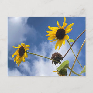 Sunflowers Postcard
