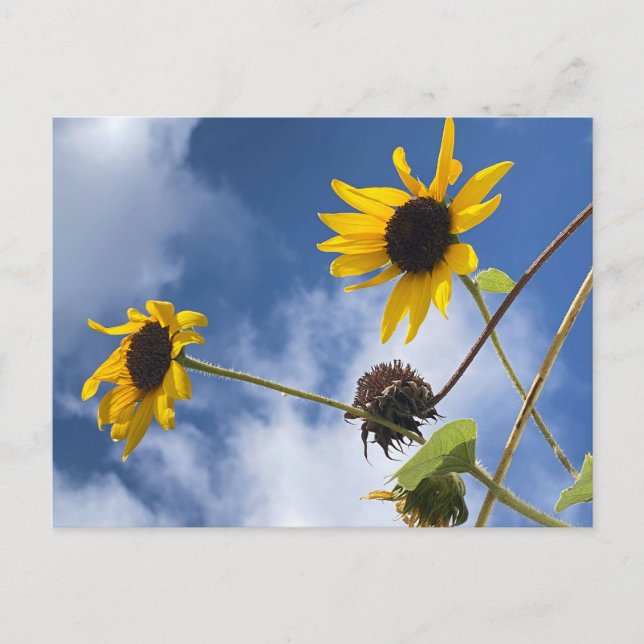Sunflowers Postcard (Front)