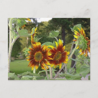 SunFlowers Postcard 2