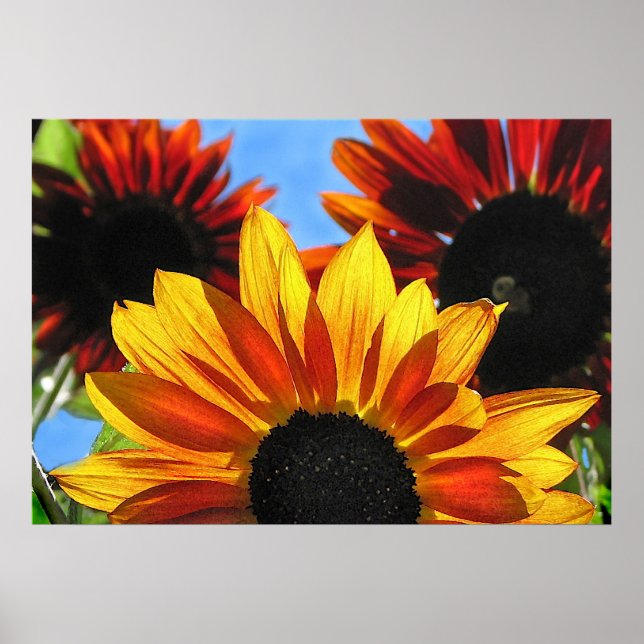 Sunflowers Poster (Front)