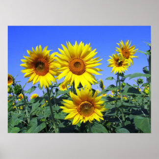 Sunflowers Poster