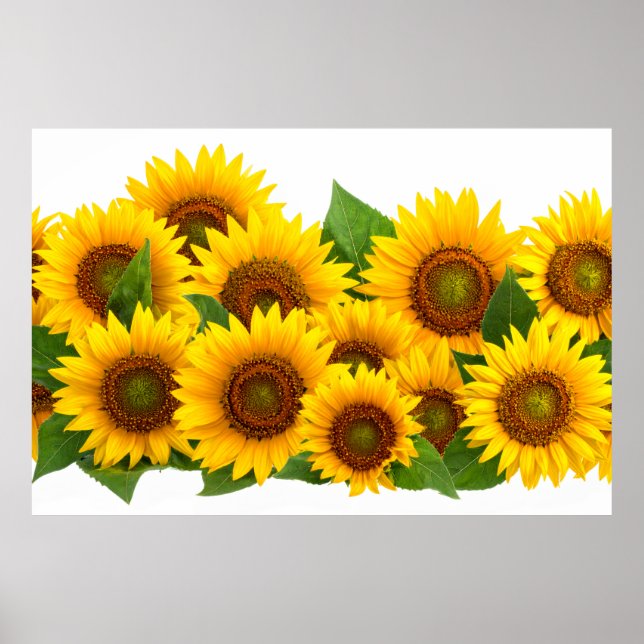 Sunflowers Poster (Front)