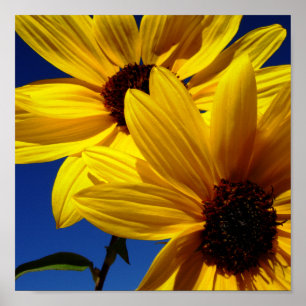 Sunflowers Poster