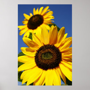 Sunflowers Poster
