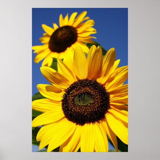 Sunflowers Poster (Front)