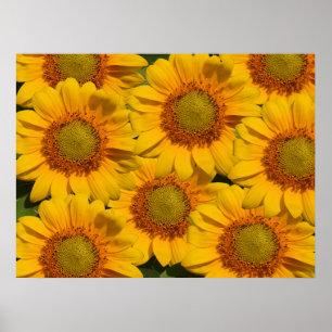 Sunflowers Print