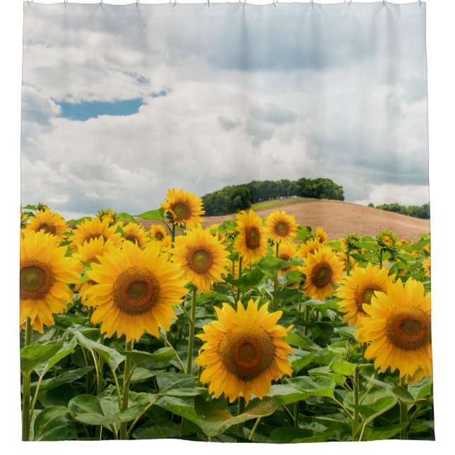 Sunflowers Shower Curtain (Front)