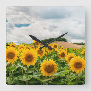 Sunflowers Square Wall Clock