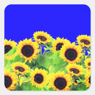 Sunflowers Sticker Ukraine Flag Colours - Freedom