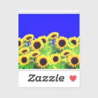 Sunflowers Sticker Ukrainian Flag Colours - Freedo