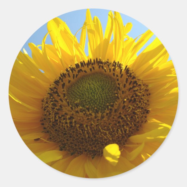 SUNFLOWERS STICKERS STICKER SHEETS Gifts (Front)
