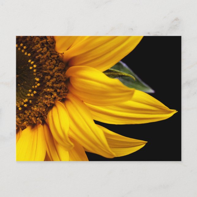 Sunflowers - Sunflower Customised Template Blank Postcard (Front)