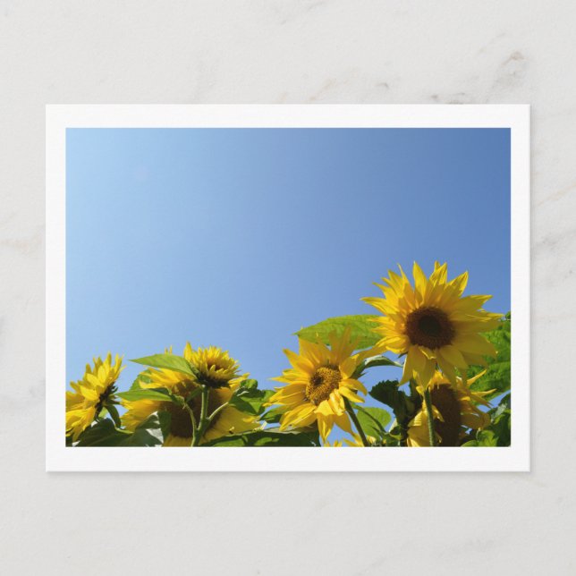 Sunflowers & Sunshine Postcard (Front)