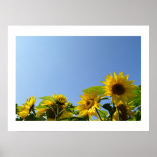 Sunflowers & Sunshine  Poster