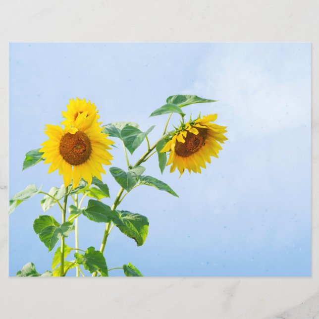 Sunflowers Under Blue Summer Sky (Front)