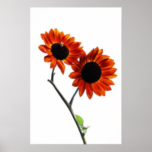 Sunflowers wapcn poster