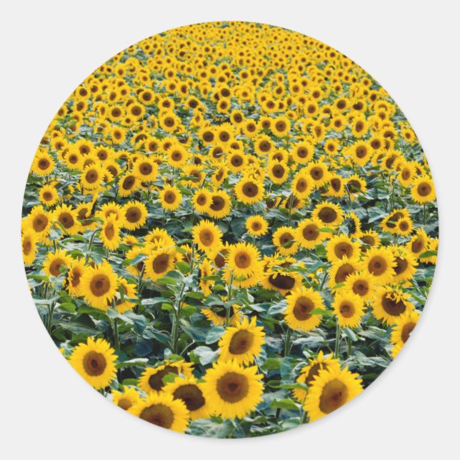 Sunflowers, Wisconsin field Classic Round Sticker (Front)